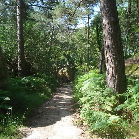 Les Prémices De La Forêt