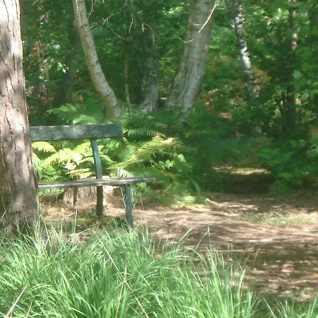 Les Prémices De La Forêt *