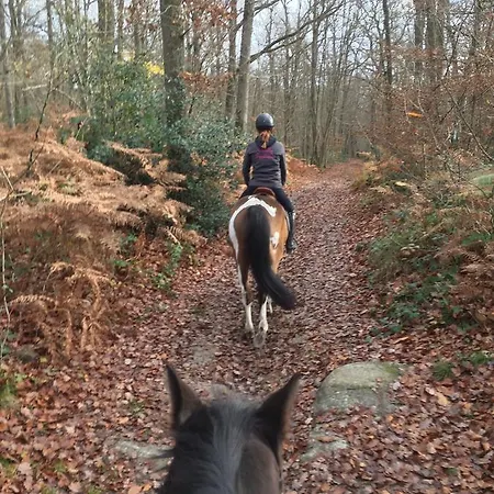 Les Prémices De La Forêt