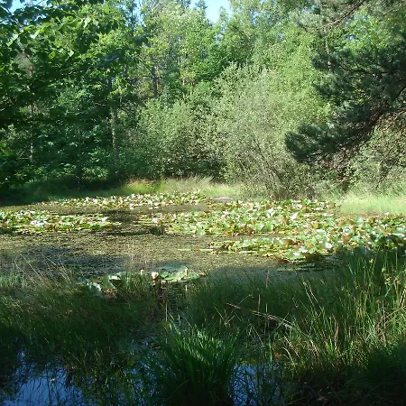 Les Premices De La Foret Bed & Breakfast *