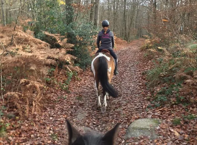 Les Prémices De La Forêt