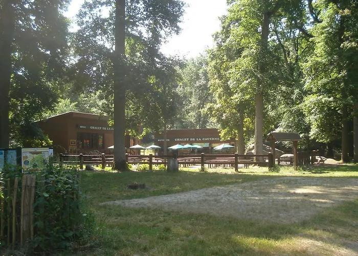 Les Prémices De La Forêt